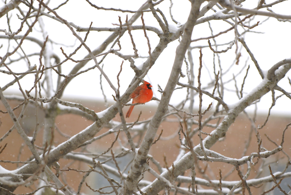 Cardinal in a Tree
