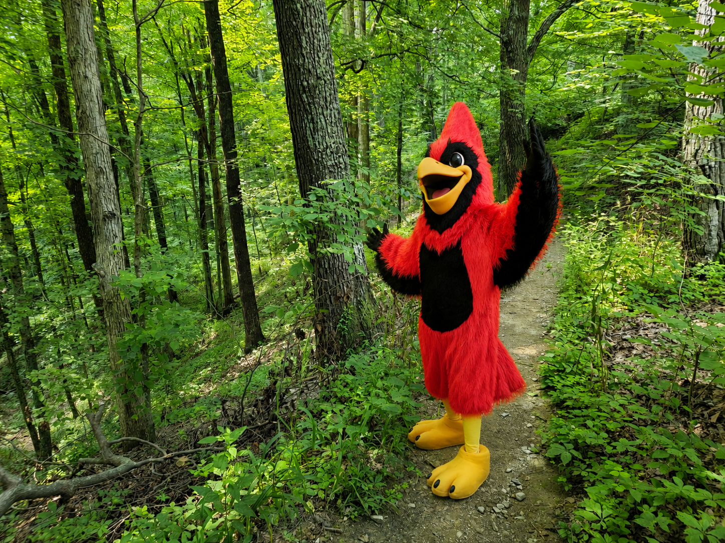 CUA cardinal in the woods