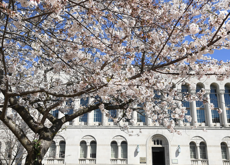 Library building and cherry blossoms 