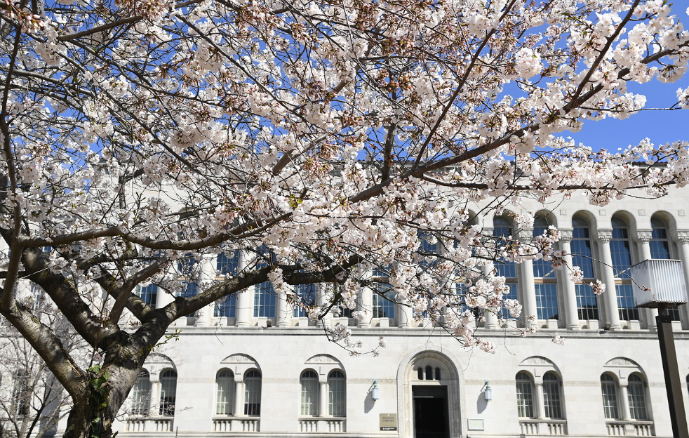 Cherry blossoms outside of Mullen Library.