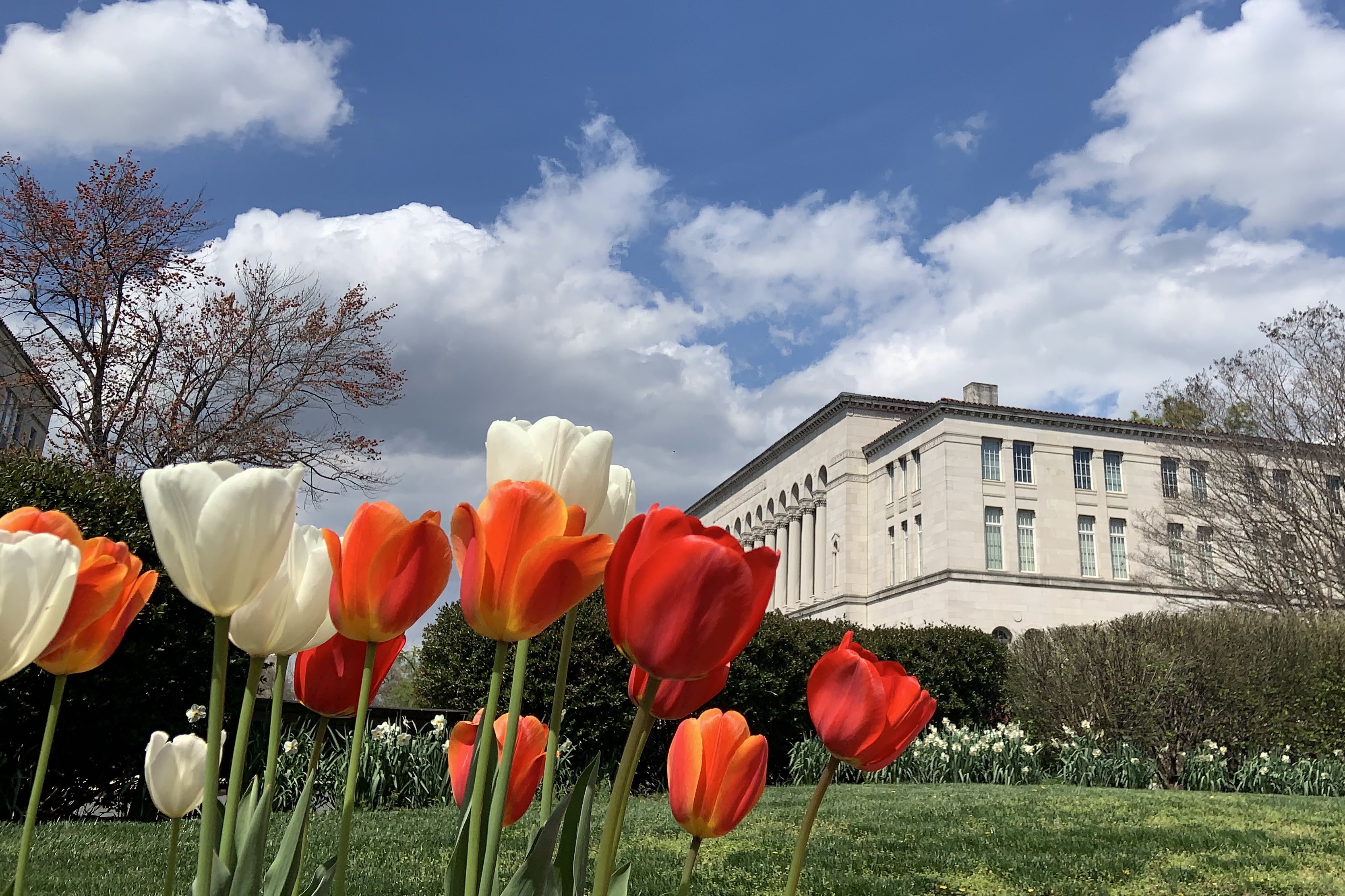 Mullen Library with Tulip Flowers